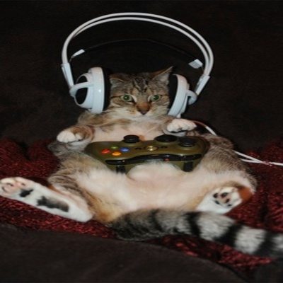 cat playing videogames